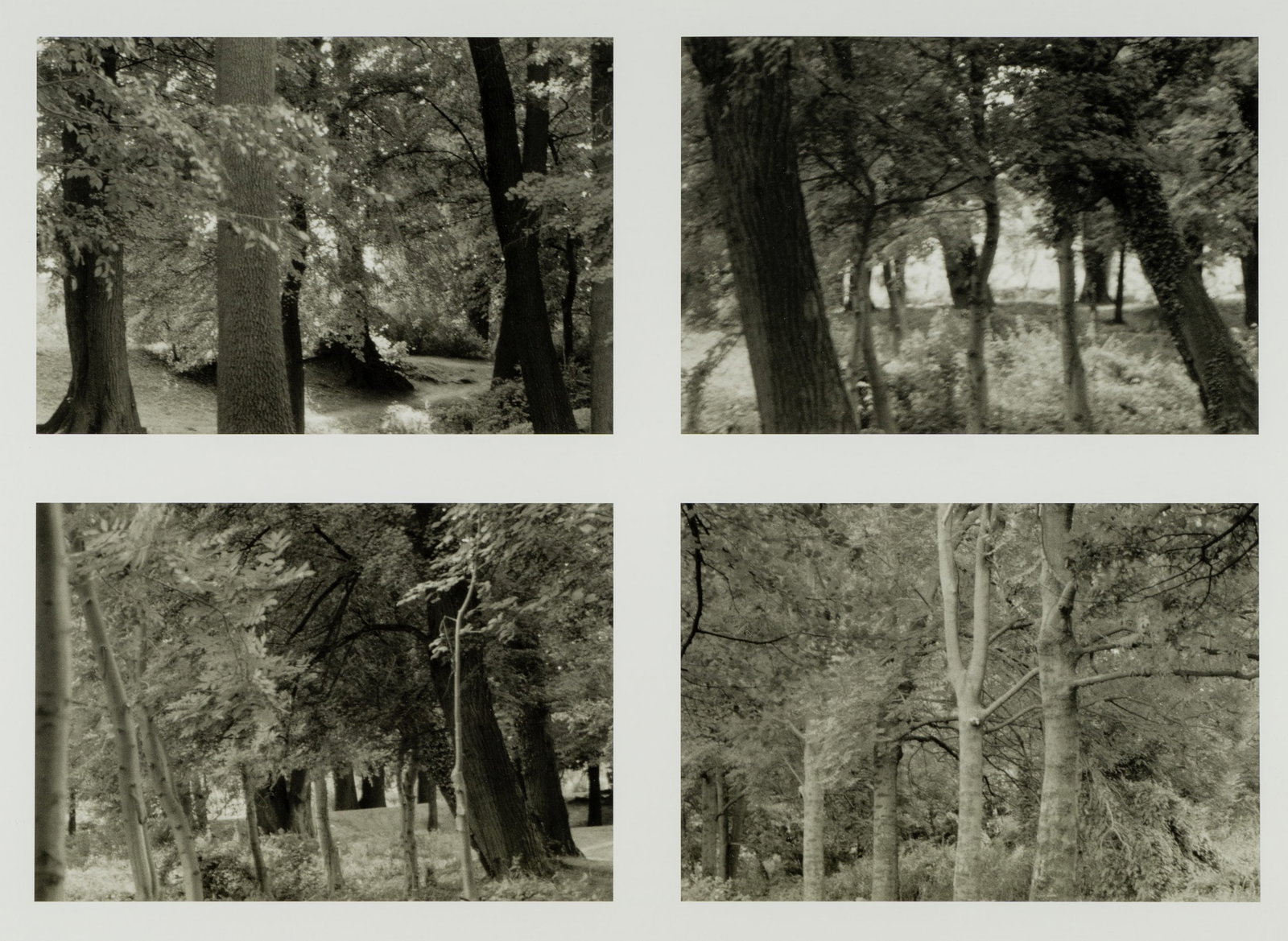 U. GROSSARTH (*1952), Play of Light in the Forest, around 1992, Offset printing: Ulrike Grossarth (born 1952 Oberhausen): Light and shadow in the dense forest, c. 1992, Offset printing Technique: Offset printing on Paper Date: c. 1992 Description: The photograph shows a dense, sha