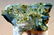 391 grams Chlorine Quartz Crystals Cluster