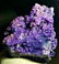 1267.6 GRAMS Grape Agate , BOTRYOIDAL CHALCEDONY - 3