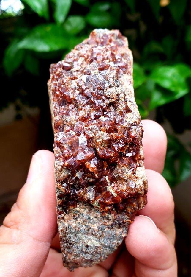 Garnet Crystals Cluster Specimen - 248.7 Grams (1 of 2)