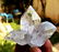 Healing Quartz Crystals Cluster - 76.7 Grams