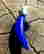 item-95621274=2