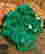 item-126919397=3