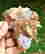 item-129333806=3