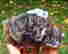 item-131579016=2