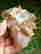 item-132150416=4