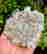 item-136517507=3