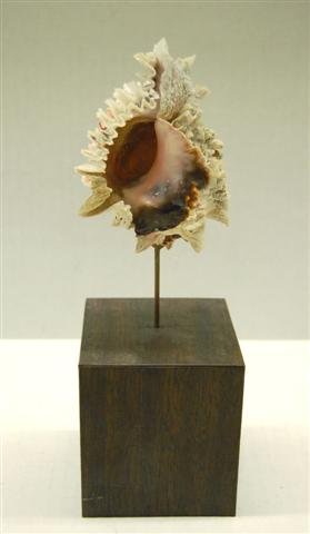 Seashell on Wooden Stand - shell 4" overall 10": Seashell on Wooden Stand - shell 4" overall 10"