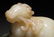 A CHINESE BEAST SHAPE WHITE JADE TABLE ITEM - 2