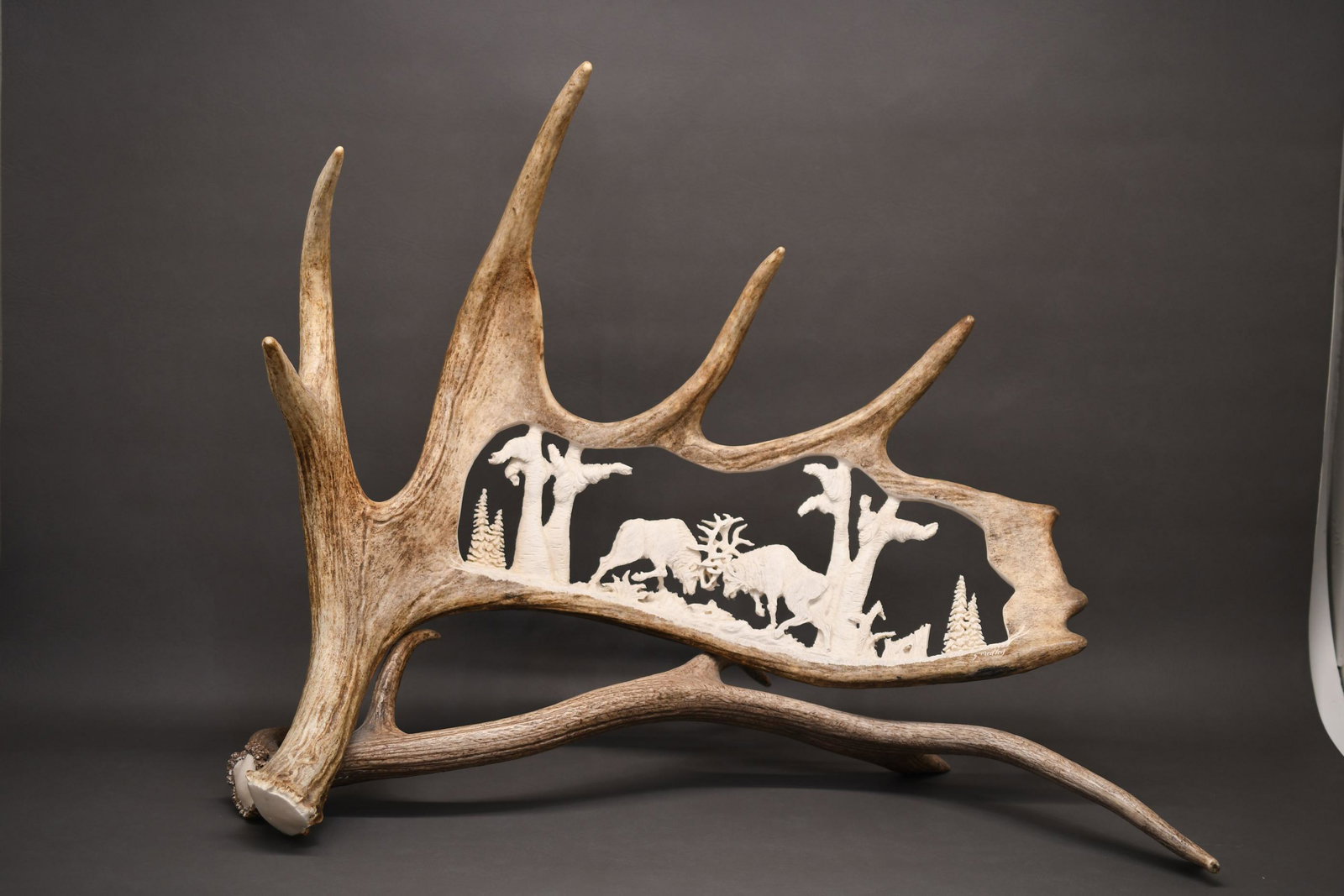 Carved Moose Antler by Unique Antler Design: This beautiful fighting elk carving is in a 28" x 25" moose antler and rests on a 33" elk antler, the actual carving covers a 19"x 7" area & weight is about 11 lbs