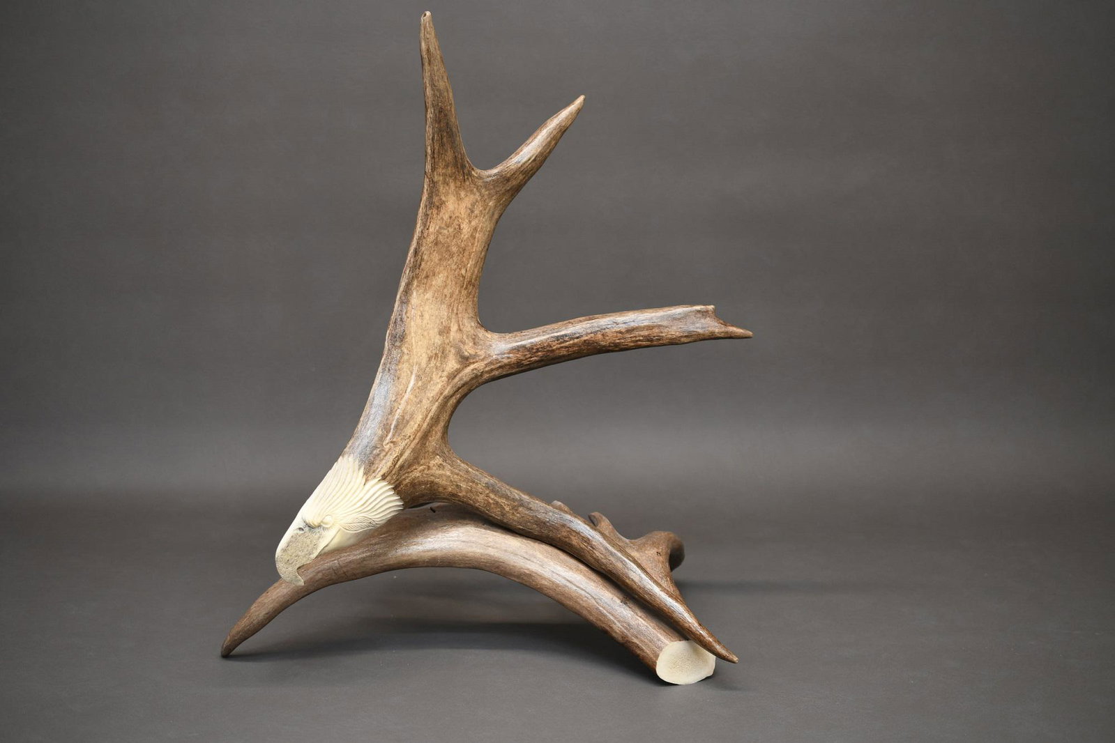 Antler Carving of an Eagle by Wes W. Lancaster: Lancaster is from Anchorage Alaska, this has the number 506896 below the signature. The carved antler's spread is about 17", and the base antler is 15", the shipping dimensions would be about 16" x 19