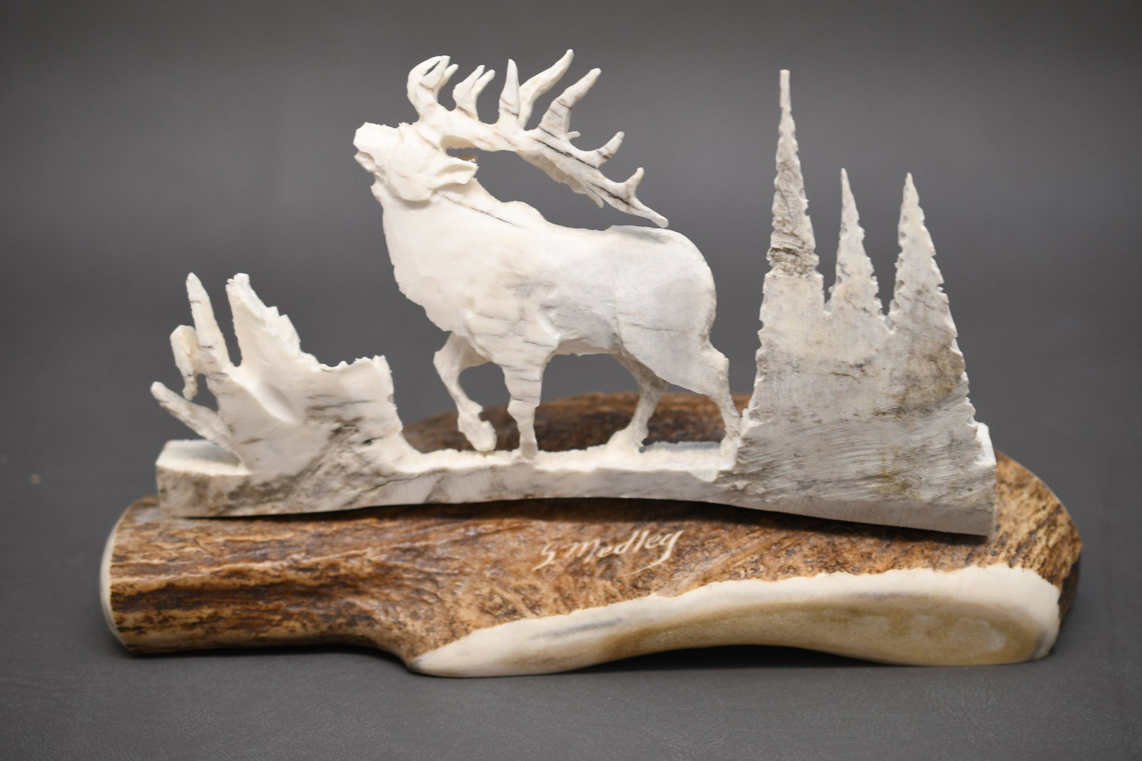 Antler carving of an Elk: The carving is from a separate antler scribed and mounted on a section of antler and signed S. Medley. It is approx.. 10"x 6" x 10" & weighs 2 lbs