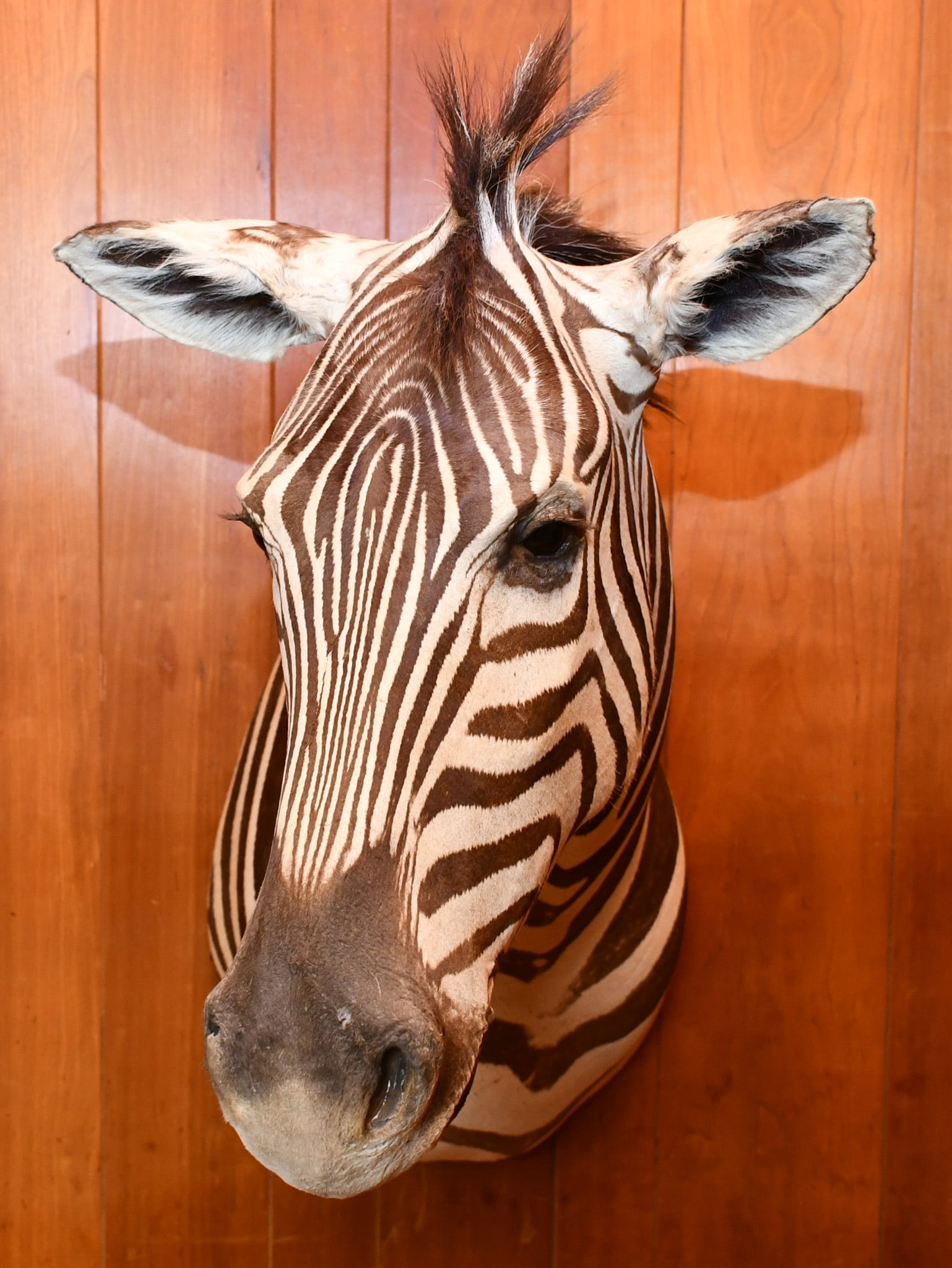 African Zebra Shoulder mount: This beautiful Zebra has been in the Dr Herz's home since it was prepared. READ OUR SHIPPING POLICY'S! This will be In person pick up or contact UPS store in Kenosha, or your own shipper, the UPS stor