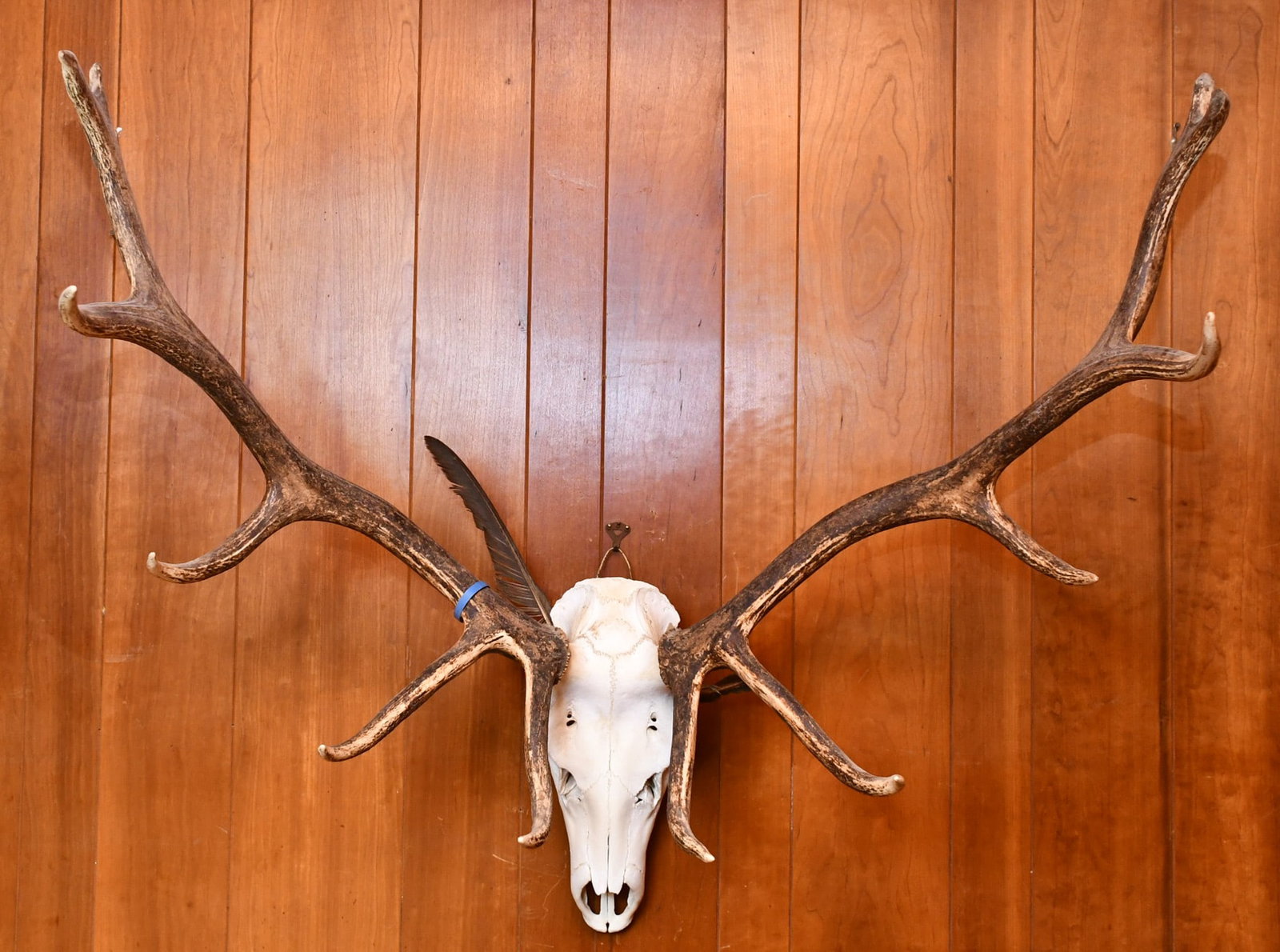 Elk Skull Mount: 12 points. See weight and dimensions. Has Tag on antler. READ OUR SHIPPING POLICY'S! This will be In person pick up or contact UPS store in Kenosha, or your own shipper, the UPS store phone number is 