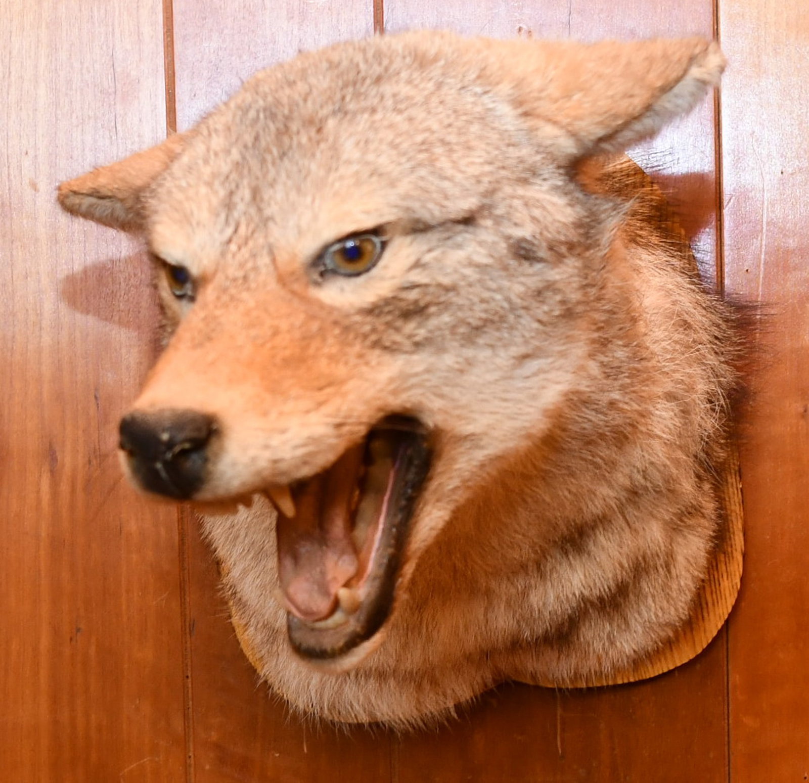 Coyote Shoulder Mount: Angry Coyote shoulder mount had a coat made from her, see the custom made coat further into the auction. READ OUR SHIPPING POLICY'S! This will be In person pick up or contact UPS store in Kenosha, or 
