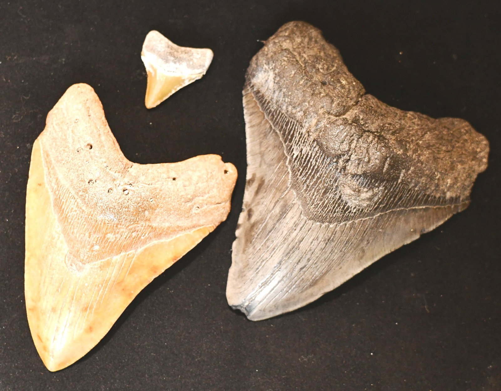 Megalodon Teeth: 3 teeth inside shadow box . Black tooth-4 3/4"L. 4"W. Brown Tooth- 4 1/2"L. 3 3/8"W. (NOTE-Weight and dimensions are before packaging) Total weight- 2lbs 13oz. Shadow box dimensions- 8 7/8"H x 10 7/8"