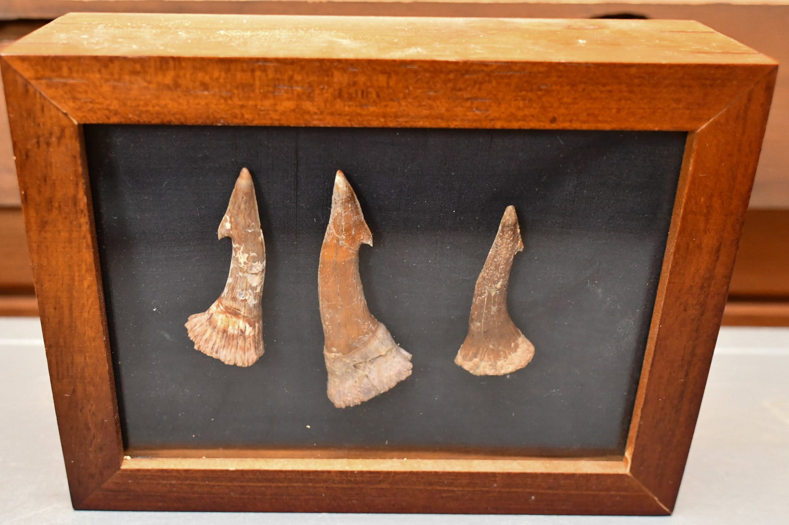Sawfish rostral teeth: From Morrocco. 3 teeth in shadow box. Teeth measurements-3"L, 2 -3/8"L , 2 *1/8"L (NOTE-Weight and dimensions are before packaging) Total weight- 1lb 4oz. Shadow box- 5 3/4"H x 7 3/4"L x 2 1/2"W.