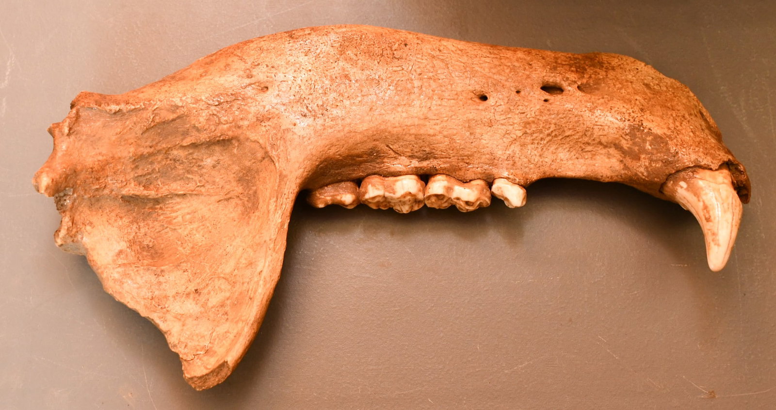 Cave Bear Jaw: Cave Bear. potentially a short faced bear due to very large size. 13 3/4"L. longest tooth-1 7/8"L. (NOTE-Weight and dimensions are before packaging) Total weight- 1lb 15oz. 7 3/4"H x 14"L x 2 1/2"W