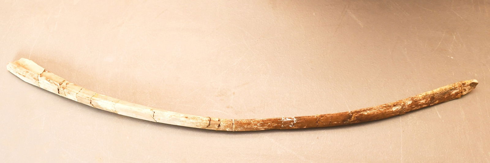 Dinosaur Rib Bone: Fossil excavated and reconstructed by Dr Herz. 19 1/2"L, weight- 7.2oz. 1"H x 19 1/2"L x 2 3/4"W ( NOTE-Weight and dimensions are before packaging)