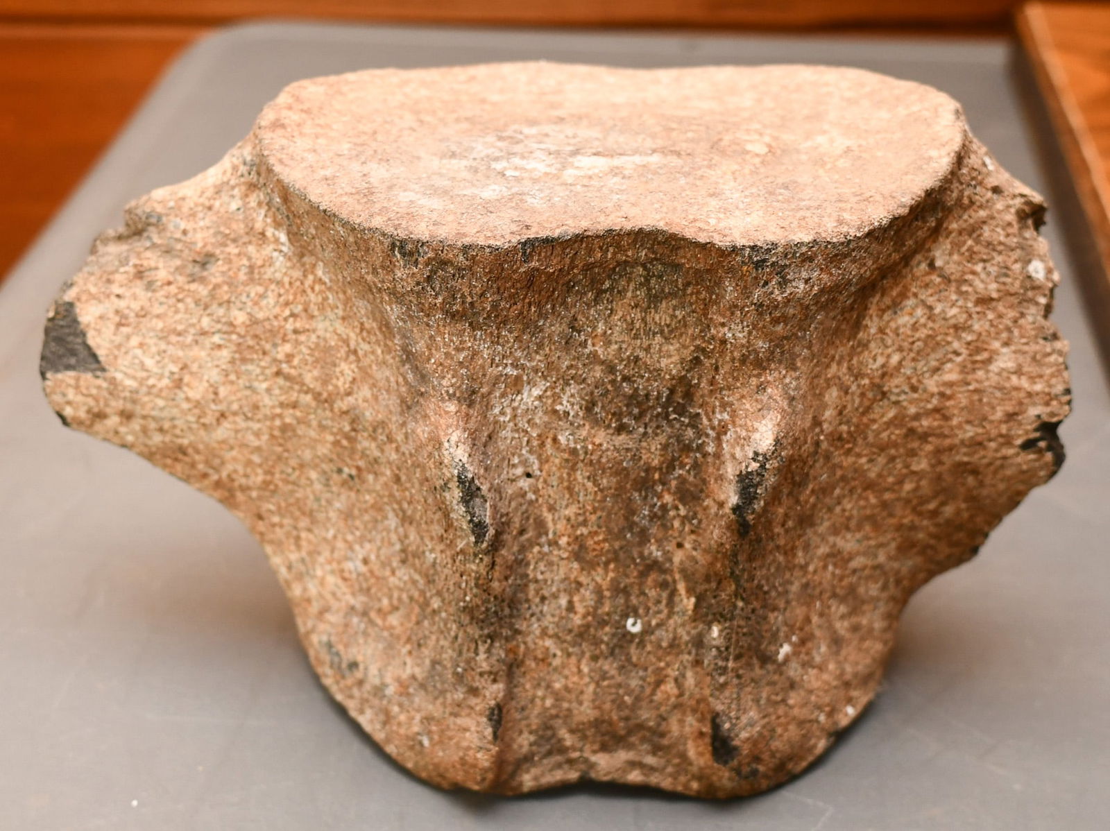 Dinosaur Thoracic Vertebra: Whole & nice detail, we found another one in a different part of the house that had been reconstructed offered in no 131 with a few other fossils. 6 1/2"H. total width 10". Center width-6 5/8". (NOTE-