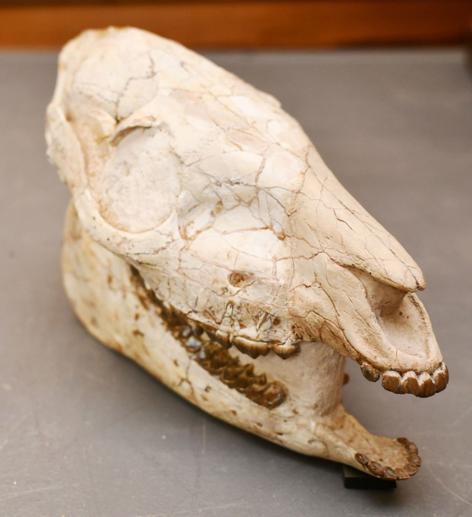 Oreodont skull: A type of prehistoric camel, this is an excellent prehistoric Fossil collected by Dr Herz. Compared to several we looked at available for sale this is most impressive, Being an orthodontist he reconst