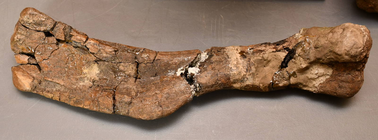 Dinosaur Ulna Bone Auction