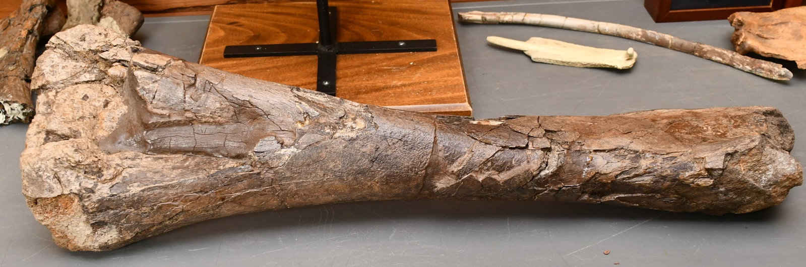 Large Dinosaur Tibia: Reconstructed by Dr Herz, this is potentially a Tyrannosaurus Rex based on overall size. Imagine tens of millions of years old and finding it in the side of a hill. Total length 34 3/4". End 1- 8"w, e
