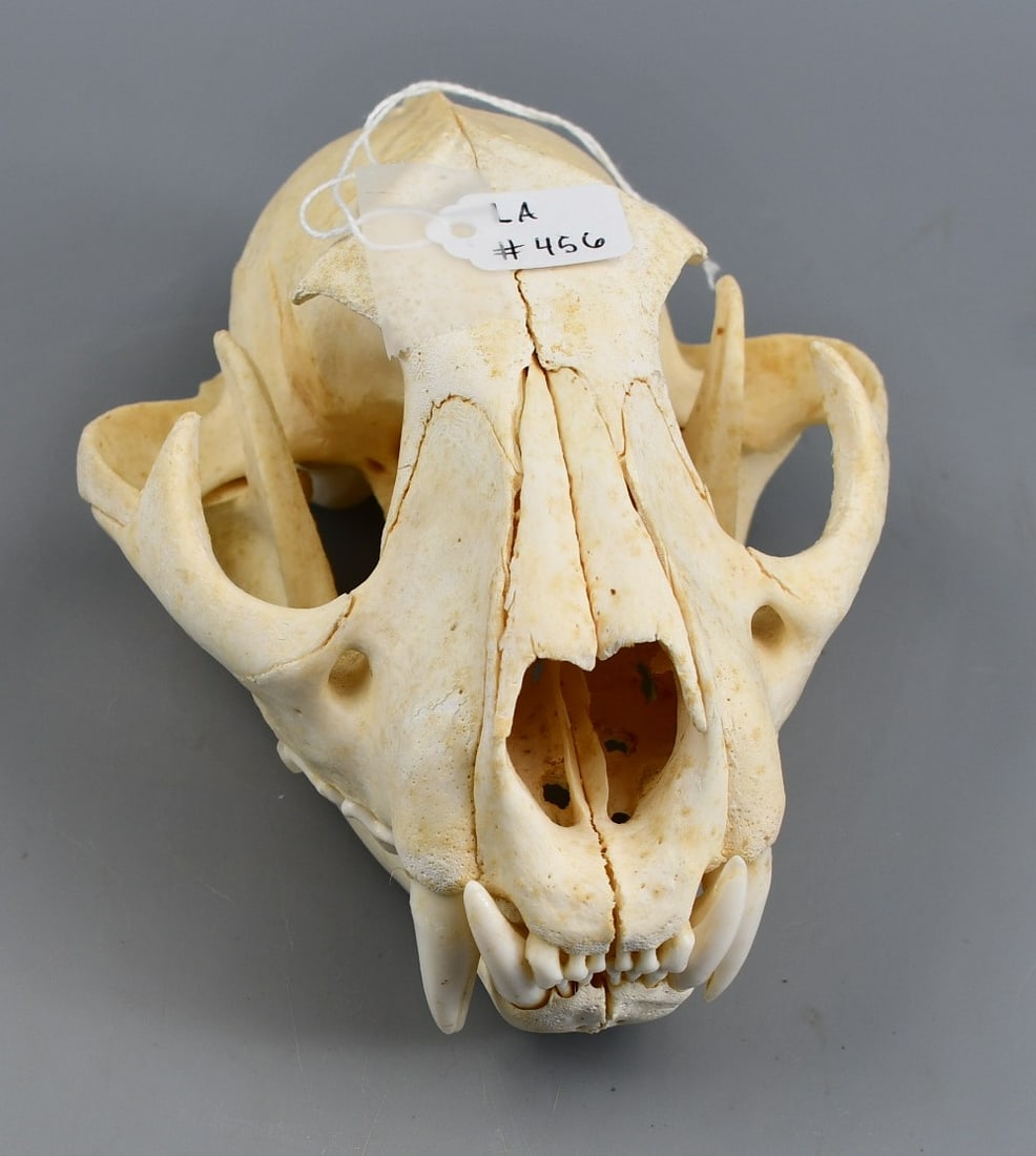 Cougar Skull: Cougar Skull with detached lower jaw. (NOTE-Weight and dimensions are before packaging) Weight-10.3oz.