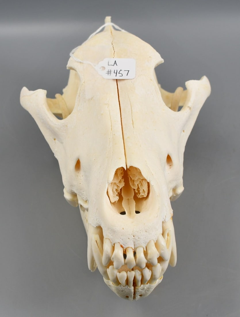 Canine Skull: Canine skull with detached lower jaw. Weight-1lb 4.3oz.
