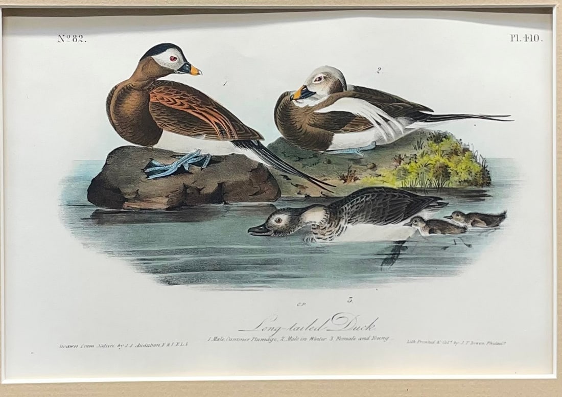 Long-Tailed Duck: John James Audubon(1785-1851) "Long Tailed Duck". Hand colored lithograph from "Birds of America", 1st octavo edition published by J.T. Bowen, 1840-1844. Litho-5 1/4" x 8 1/4". Frame-13 1/8" x 16 1/8"