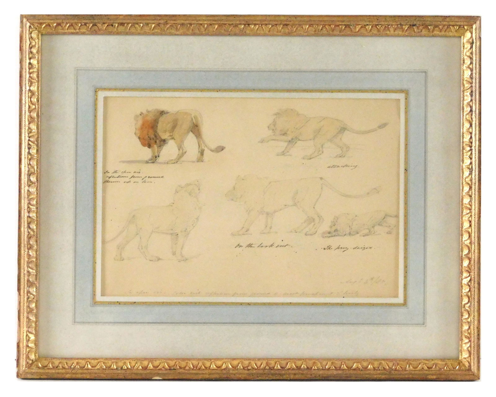 Attributed to Alfred William Stratt (British, 1856 - 1924), "Sketches of Lions in the Open Air", (1 of 2)