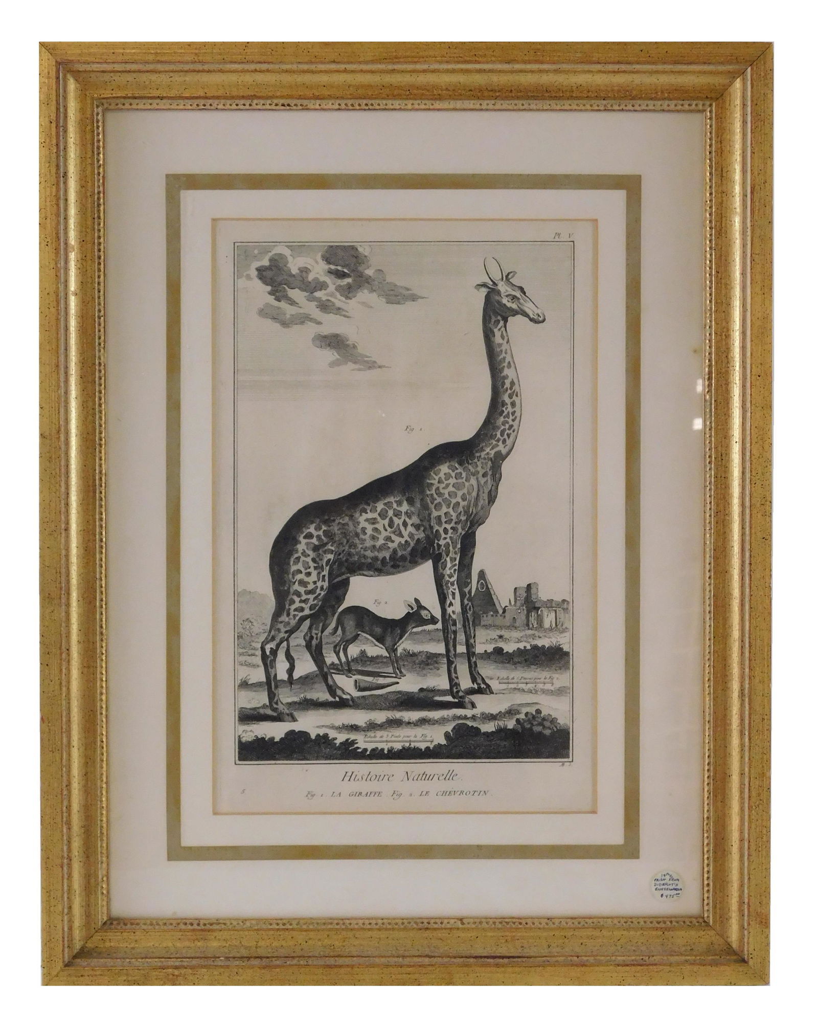 Histoire Naturelle, La Giraffe, Le Chevrotin, c. 1768, original copper engraving by Benard after (1 of 3)