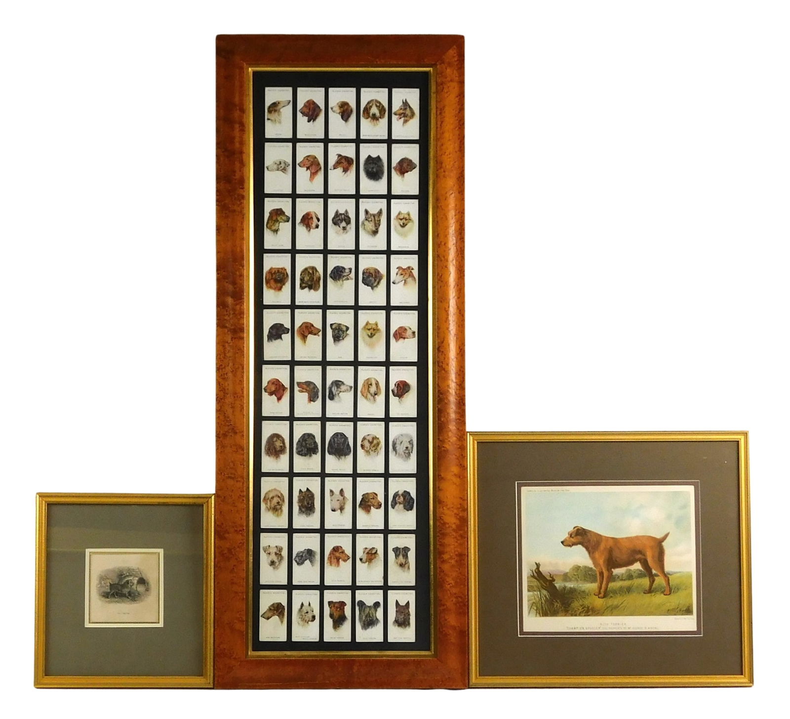 Three frames of dog prints, including: "Irish Terrier. 'Champion Sporter' The Property of Mr. George (1 of 10)