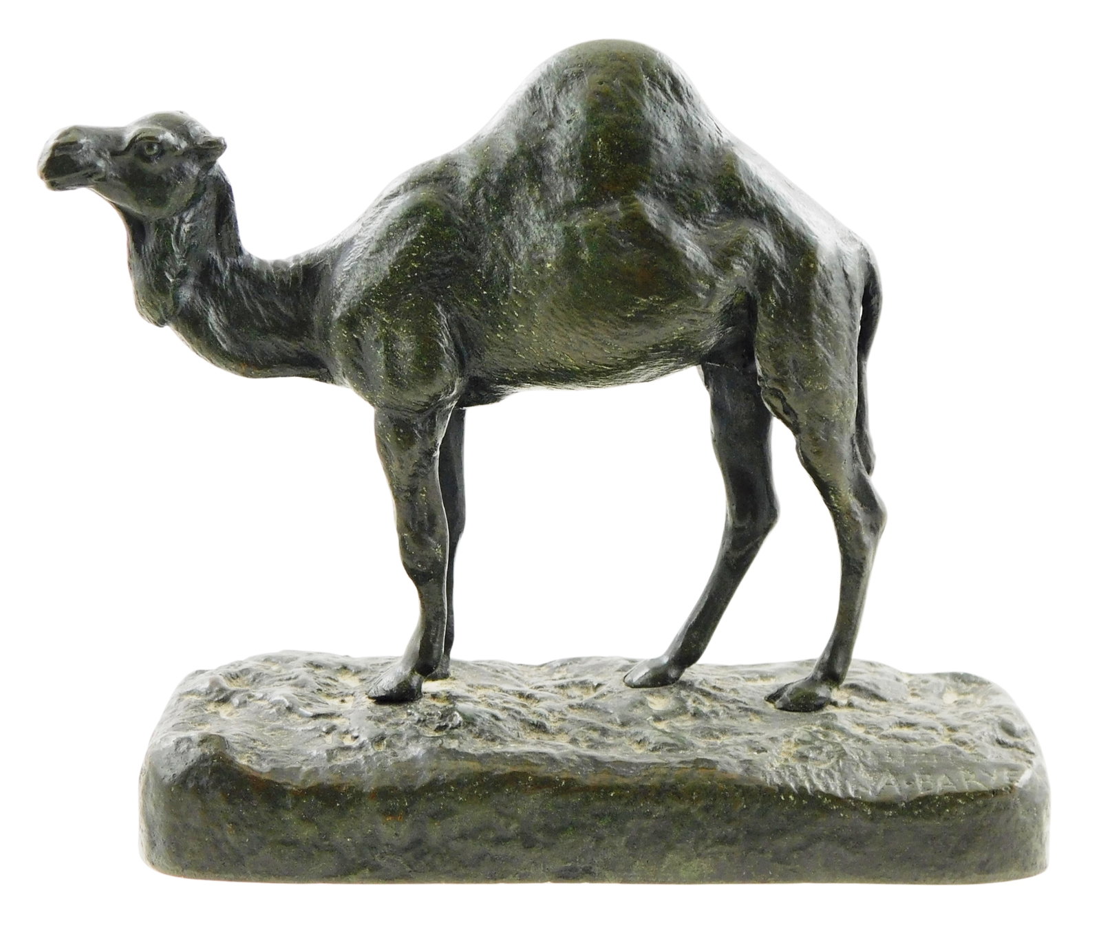 After Antoine-Louis Barye (French, 1796-1865) bronze figure of camel, signed at lower left on: After Antoine-Louis Barye (French, 1796-1865) bronze figure of camel, signed at lower left on rectangular naturalized base, wear consistent with age and use including slight scratches and rubbing of e