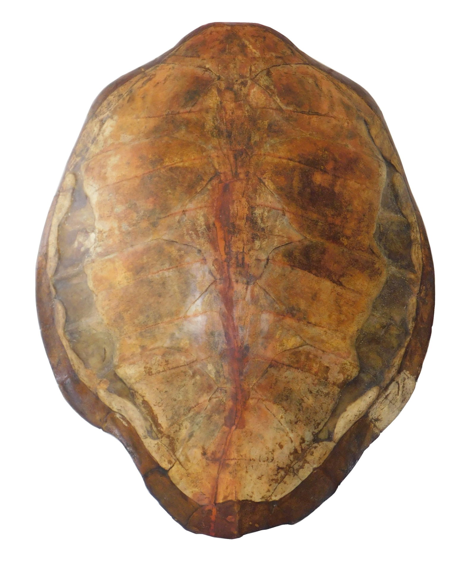 Large natural tortoise/turtle shell, possibly 19th C., aged appearance with browning, translucent ar (1 of 6)