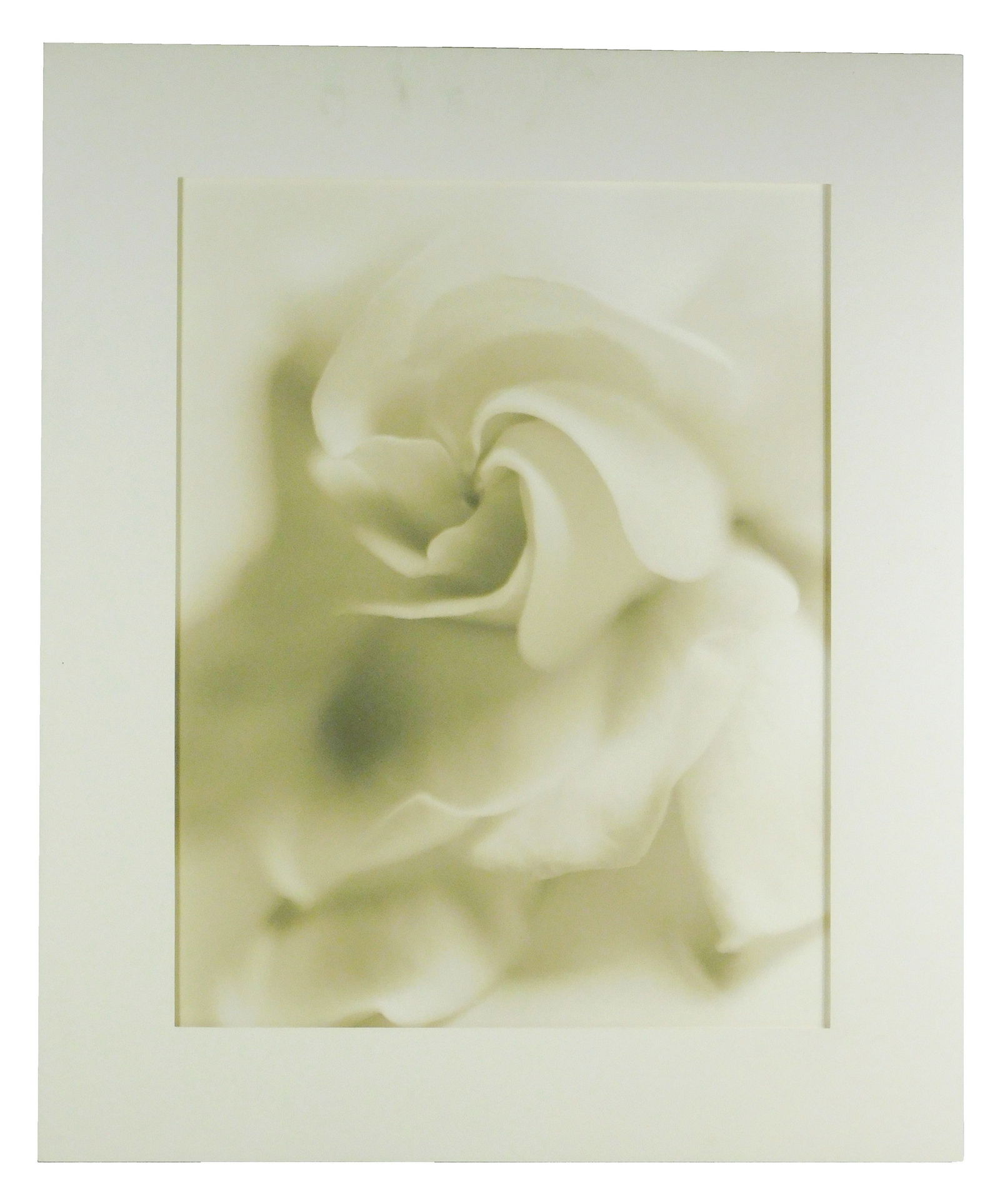 Sandi Fellman (American, b. 1952), “Gardenia II??, framed sepia-toned gelatin silver print, 1997, (1 of 3)