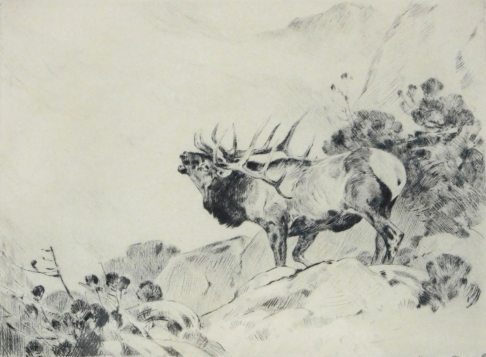 Carl Rungius (American, 1869-1959), “The Challenge??, c. 1925, dry point etching, depicts a large (1 of 5)