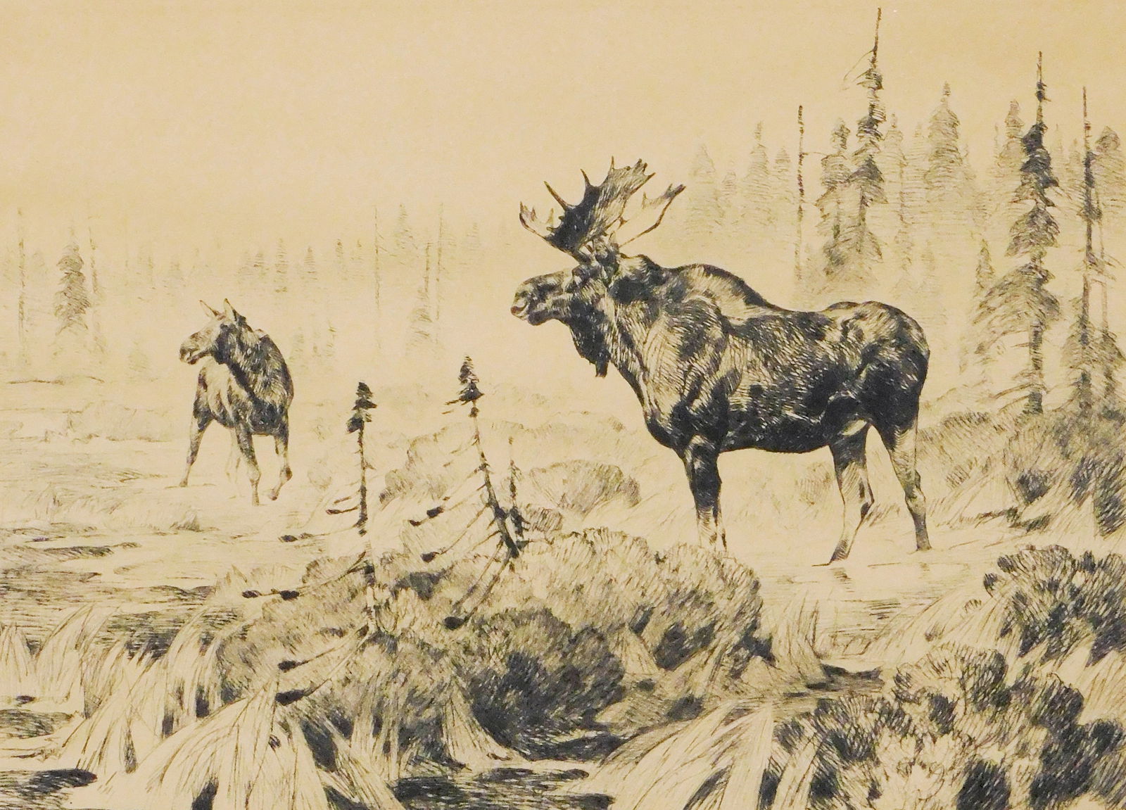 Carl Rungius (American, 1869-1959), “Near Long Lake??, c. 1926, drypoint etching, a moose bull: Carl Rungius (American, 1869-1959), “Near Long Lake”, c. 1926, drypoint etching, a moose bull stands with a female or young calf in shallow stream, pencil signed lower right, with Arthur H. Ha