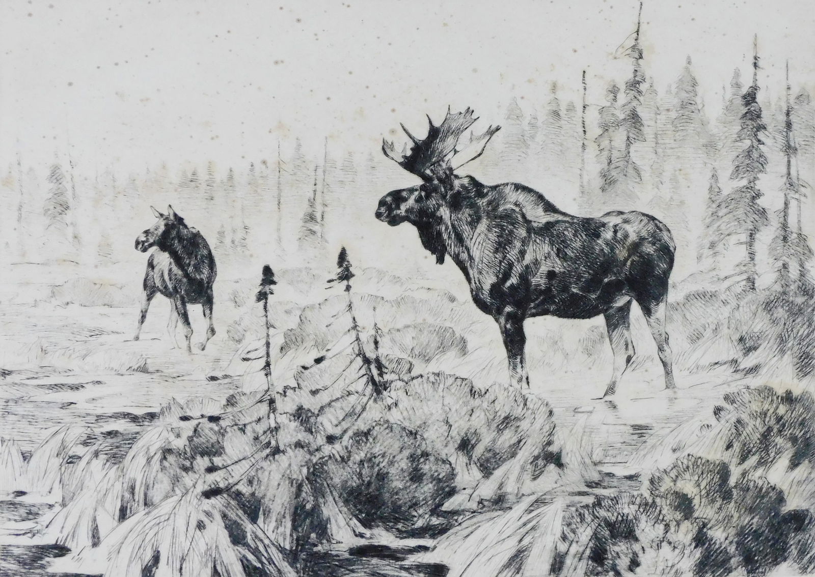 Carl Rungius (American, 1869-1959), “Near Long Lake??, c. 1926, drypoint etching, a moose bull: Carl Rungius (American, 1869-1959), “Near Long Lake”, c. 1926, drypoint etching, a moose bull stands with a female or young calf in shallow stream, pencil signed lower right, unframed in mat,