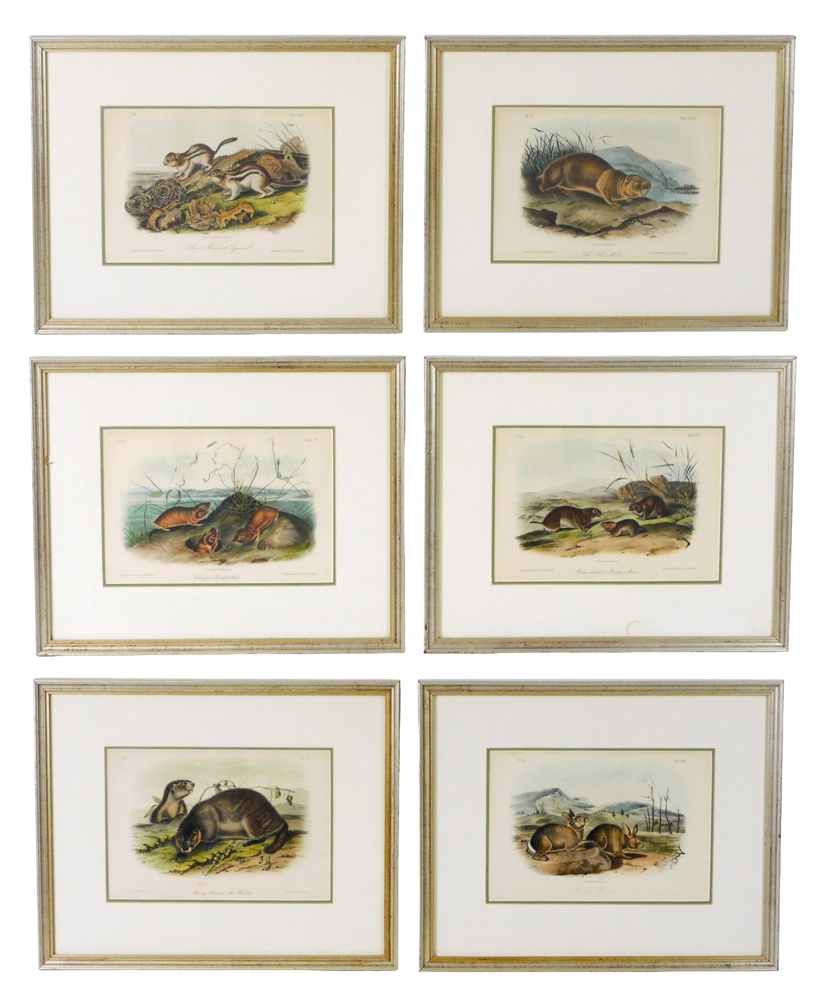 Six framed Audubon octavo lithographs from John James Audubon's "The Quadrupeds of North America", (1 of 9)