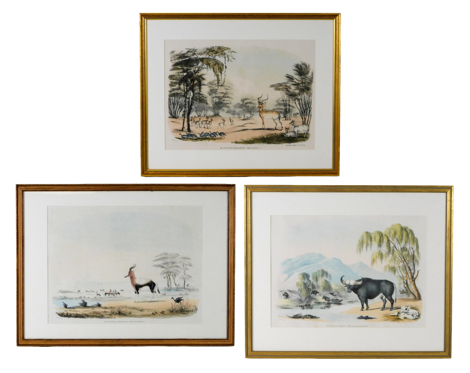 Three Sir William Cornwallis Harris (British 1807-1848) big game hand-colored lithographs, 19th C., (1 of 11)