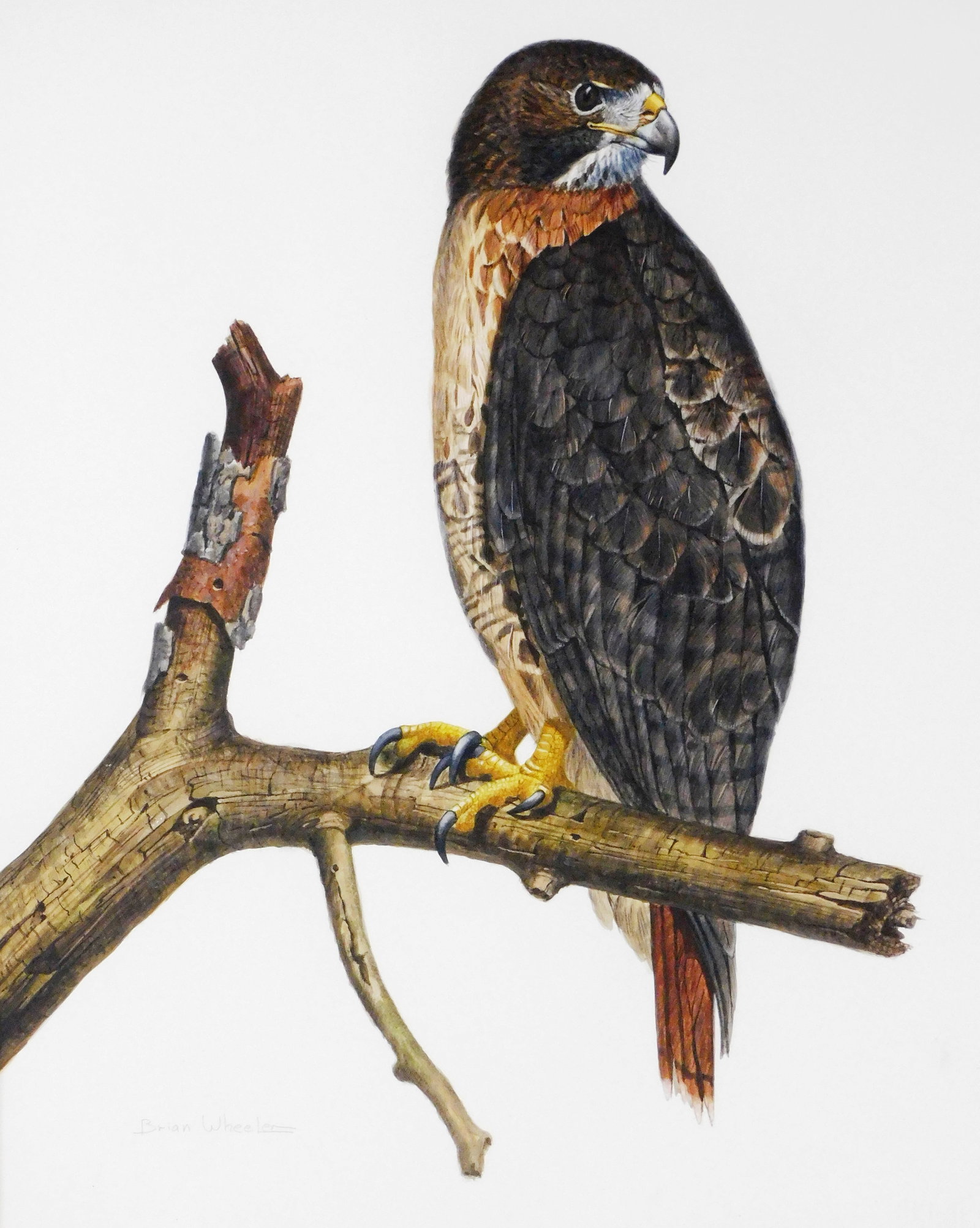 Brian Wheeler (Connecticut, b. 1955), red-tailed hawk, late 20th C., watercolor on paper, hawk (1 of 4)