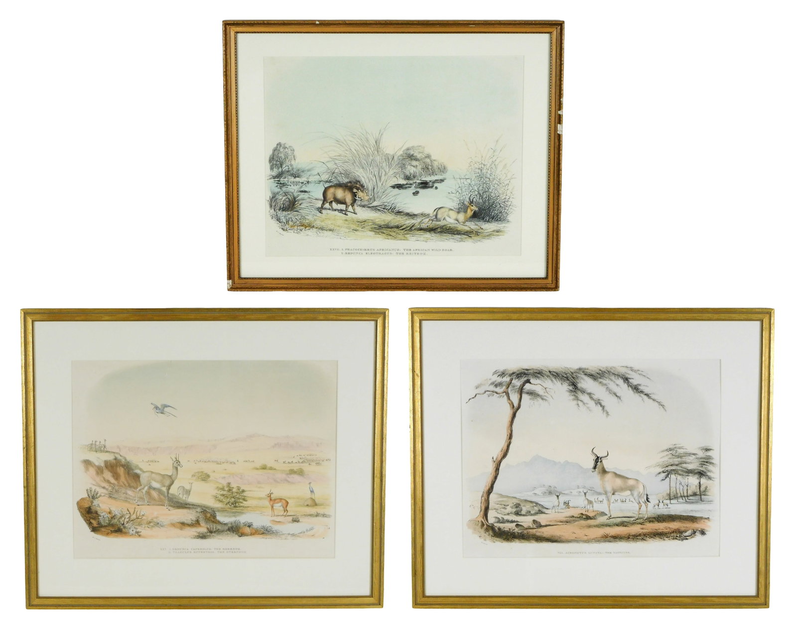 Three Sir William Cornwallis Harris (British 1807-1848) big game hand-colored lithographs, 19th C., (1 of 9)