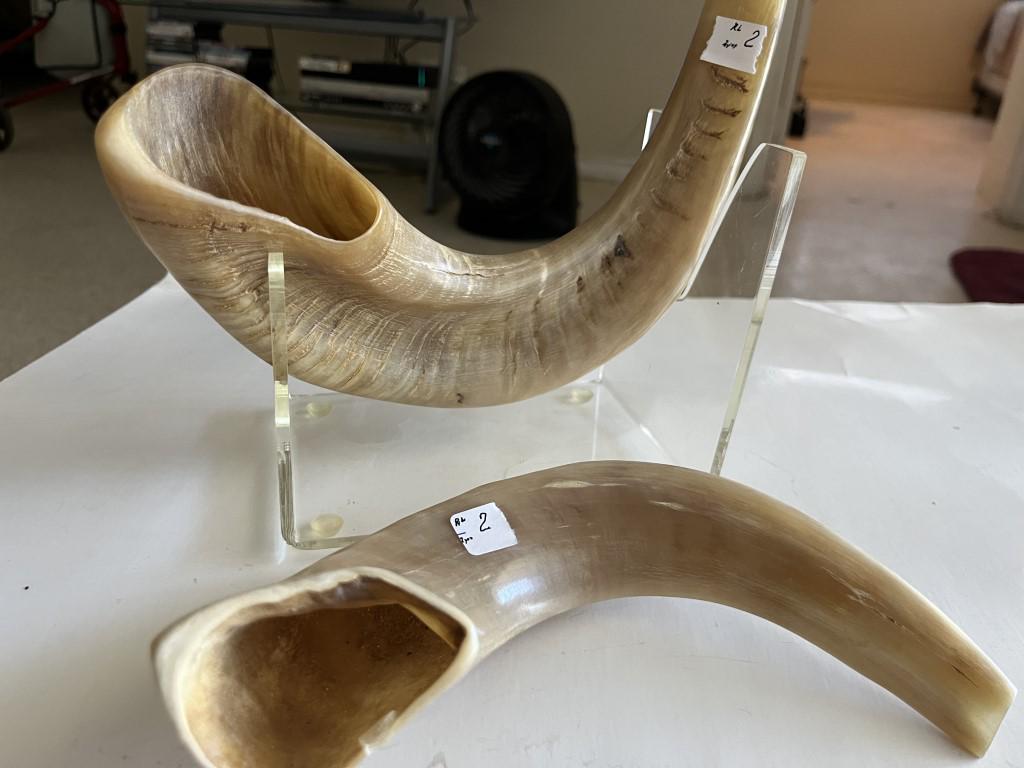 Shofars/Ram Horns: (2) Hebrew Shofars/Ram Horns 9"w & 10"w