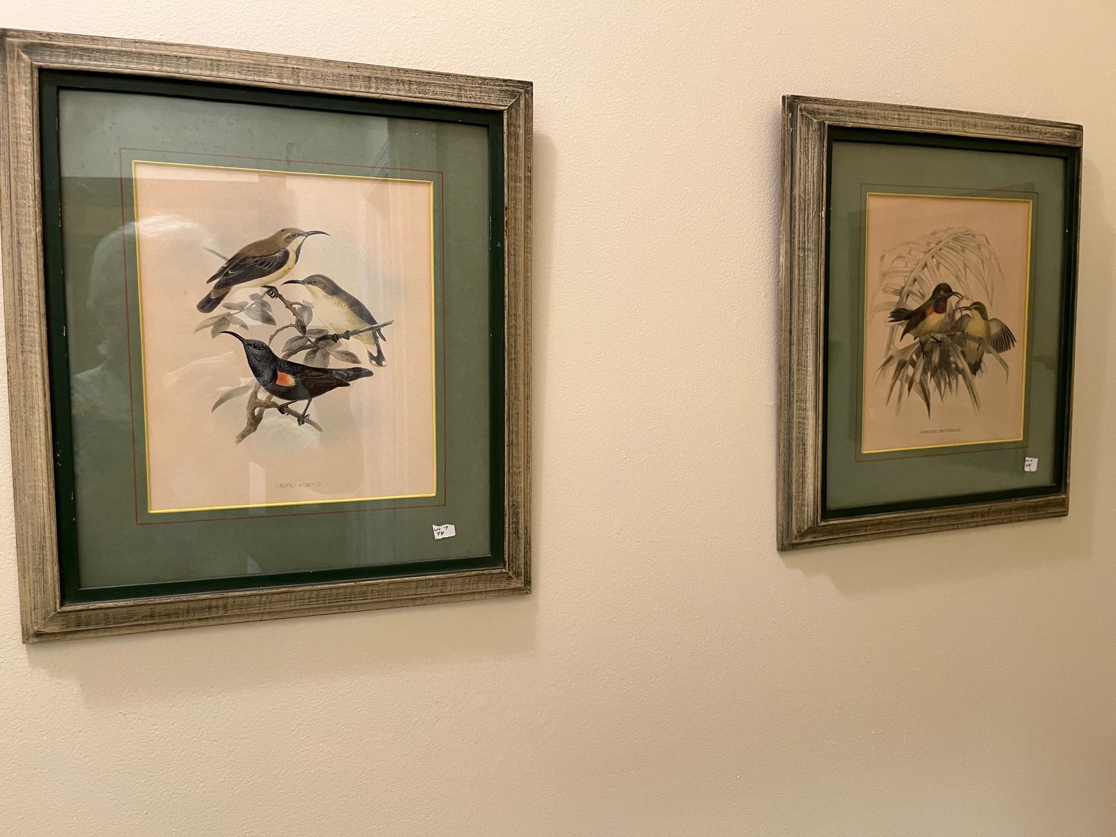 4-Audubon Bird Prints (1 of 6)