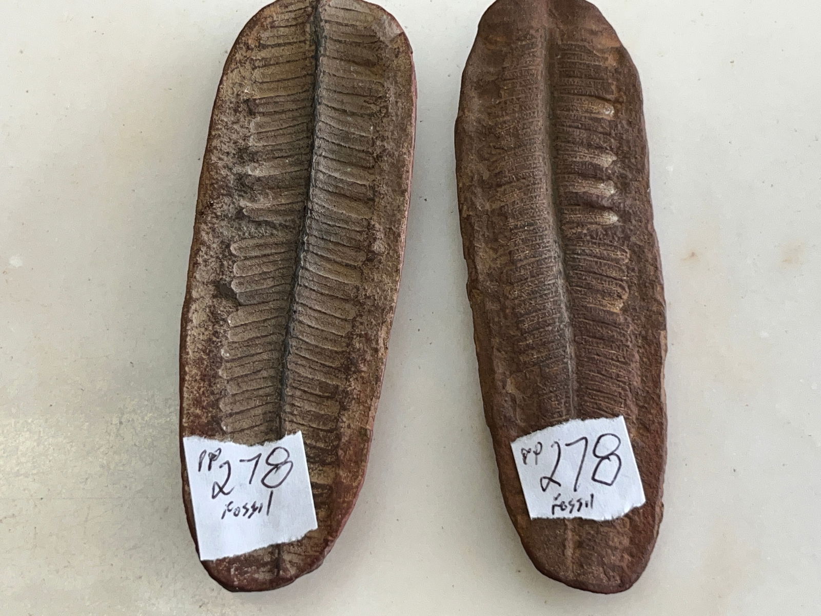 Greek Fossils (2): (2) Asterotheca Miltoni (Greek-Fossil) 3.75x1.25