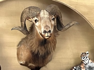 Bighorn Shoulder-Head Mount