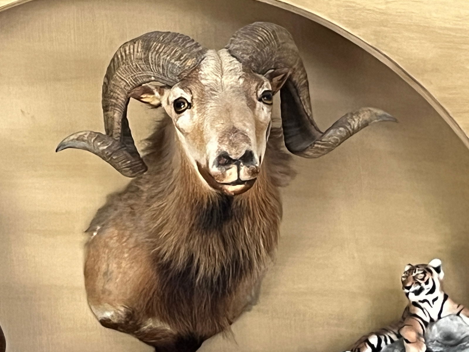 Corsican Ram-Head Mount (1 of 3)