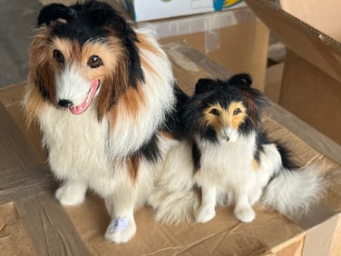 2-Shetland Sheep Dogs