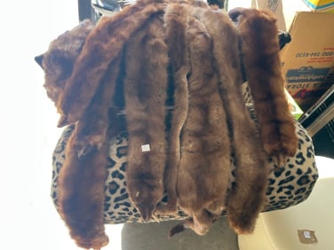 Several American Mink Throws